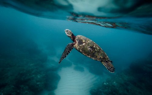 Macht Weniger Müll – Warum Wir Uns Alle Gedanken über Plastik Im Meer ...